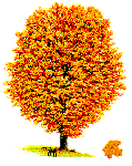tree_maple_in_autumn.gif
